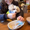 Dog cafe