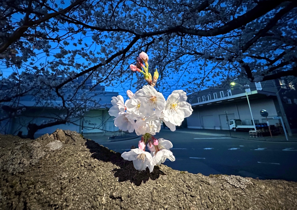 妖精現る
