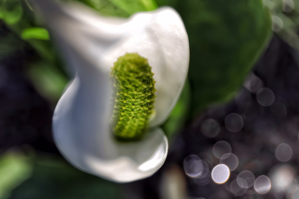 煌めく水芭蕉