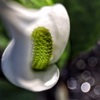 煌めく水芭蕉