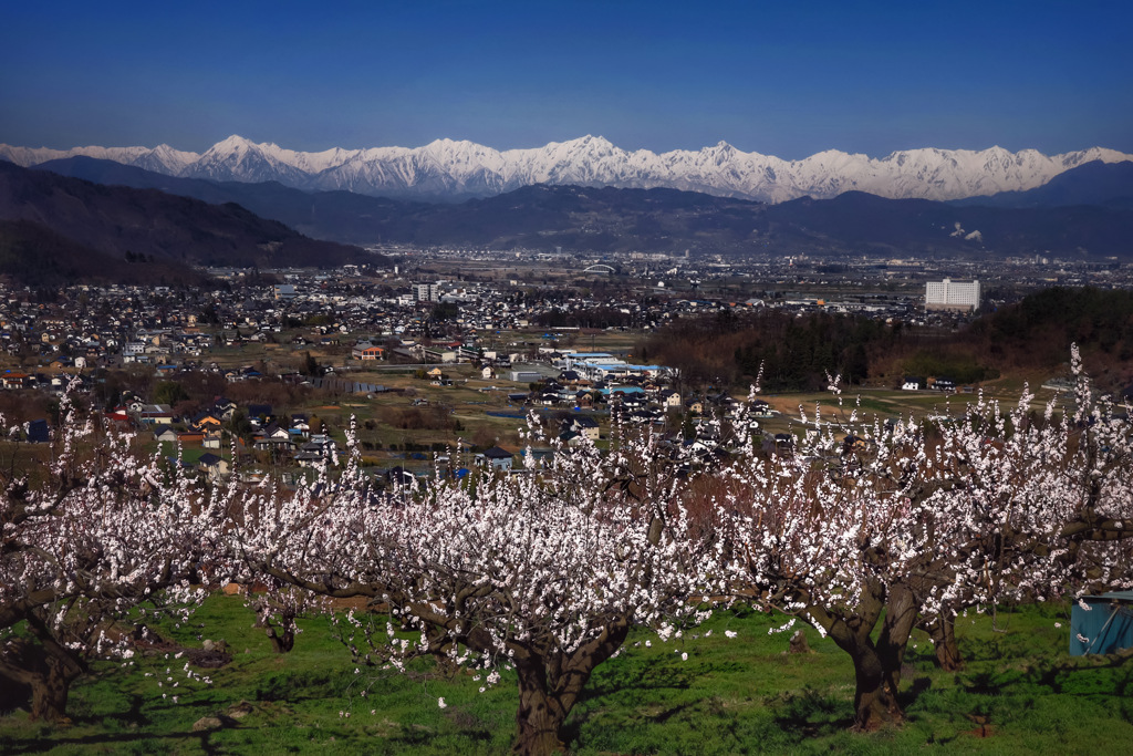 後立山連峰とあんずの花