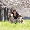 桜並木への想い