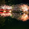 君と見た夜桜･･･