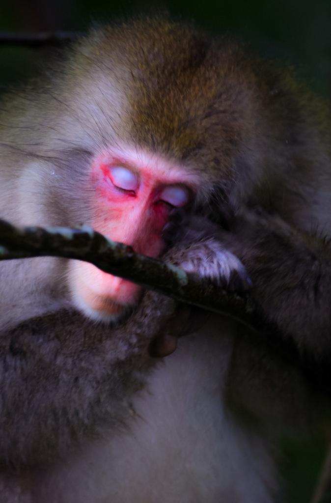 見ザル、聞かザル、眠りザル。