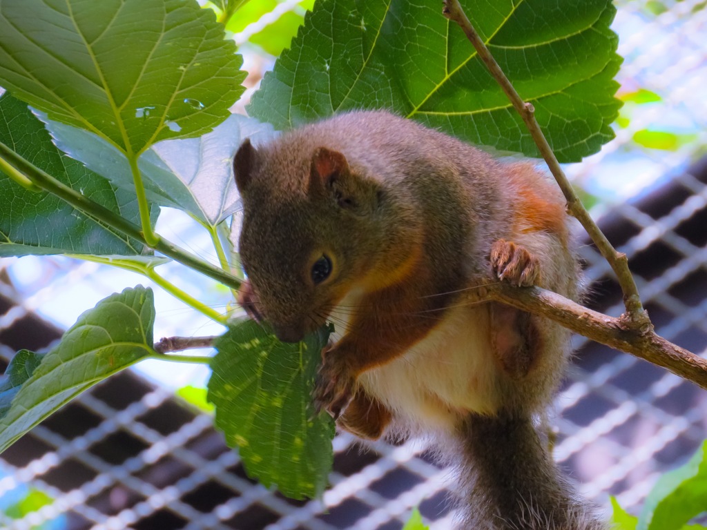 葉っぱ、食べてる！