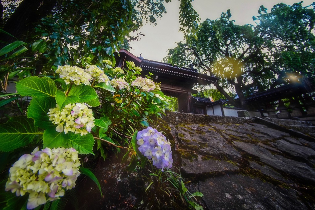 山門と紫陽花