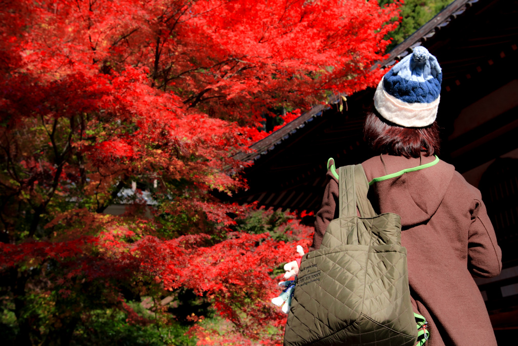 君と見た紅葉 ～楓～