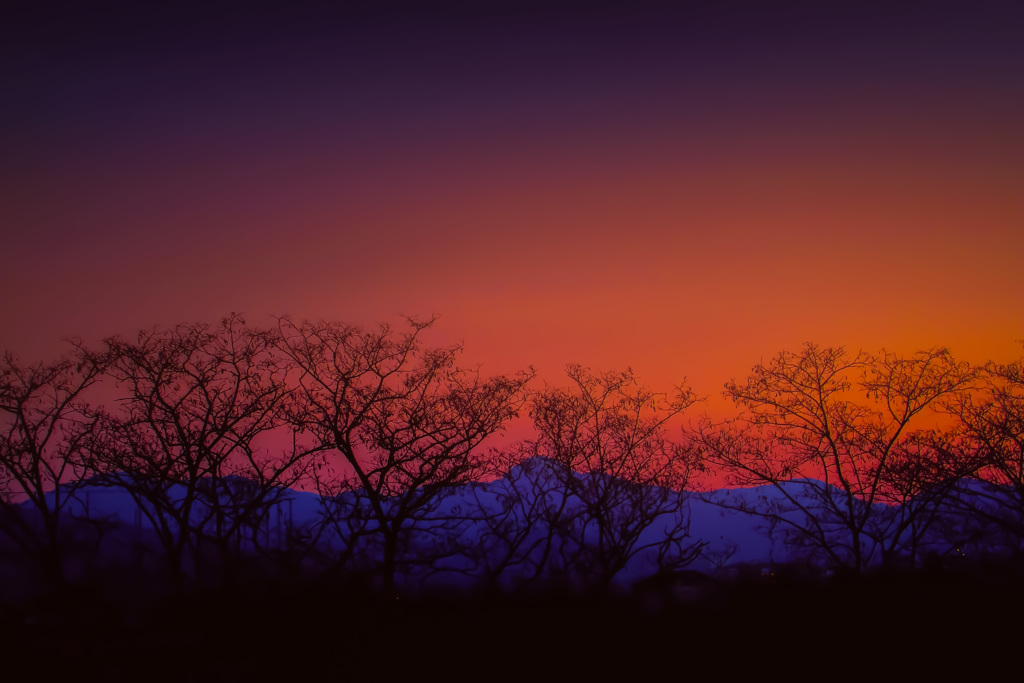 夕暮れの樹木