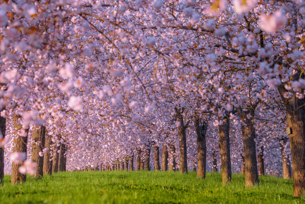 桜並木