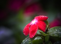 今年も庭に咲いたお花 ♪