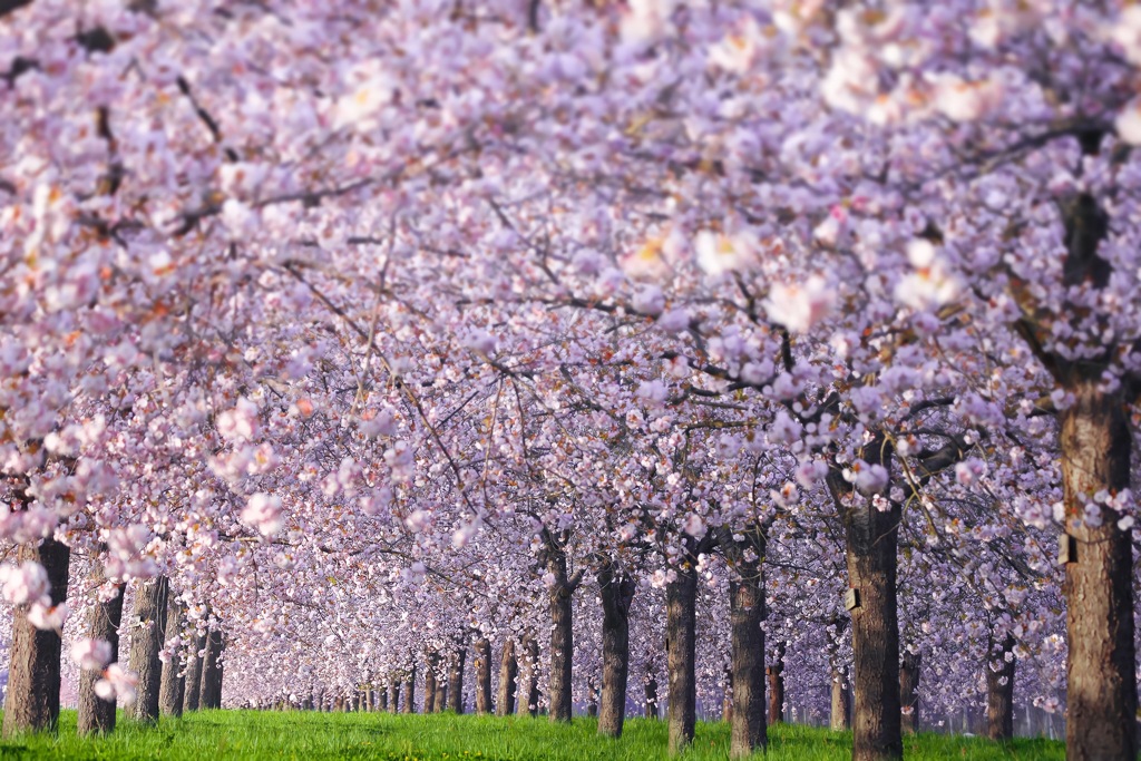 八重桜
