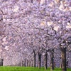 八重桜