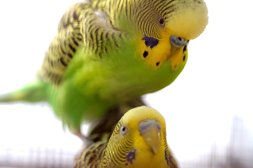カップルインコ♪