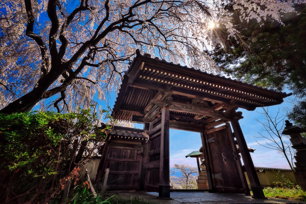 光林寺の枝垂れ桜