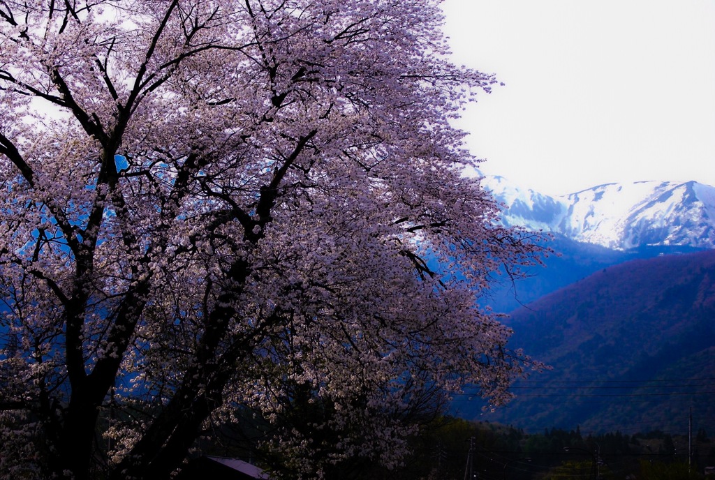 山と暮らす･･･(白馬村)