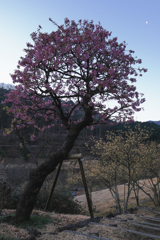桜、おまけ月