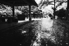 雨の日曜日