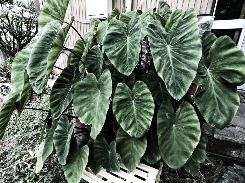 イモっ葉