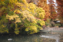 井の頭公園秋