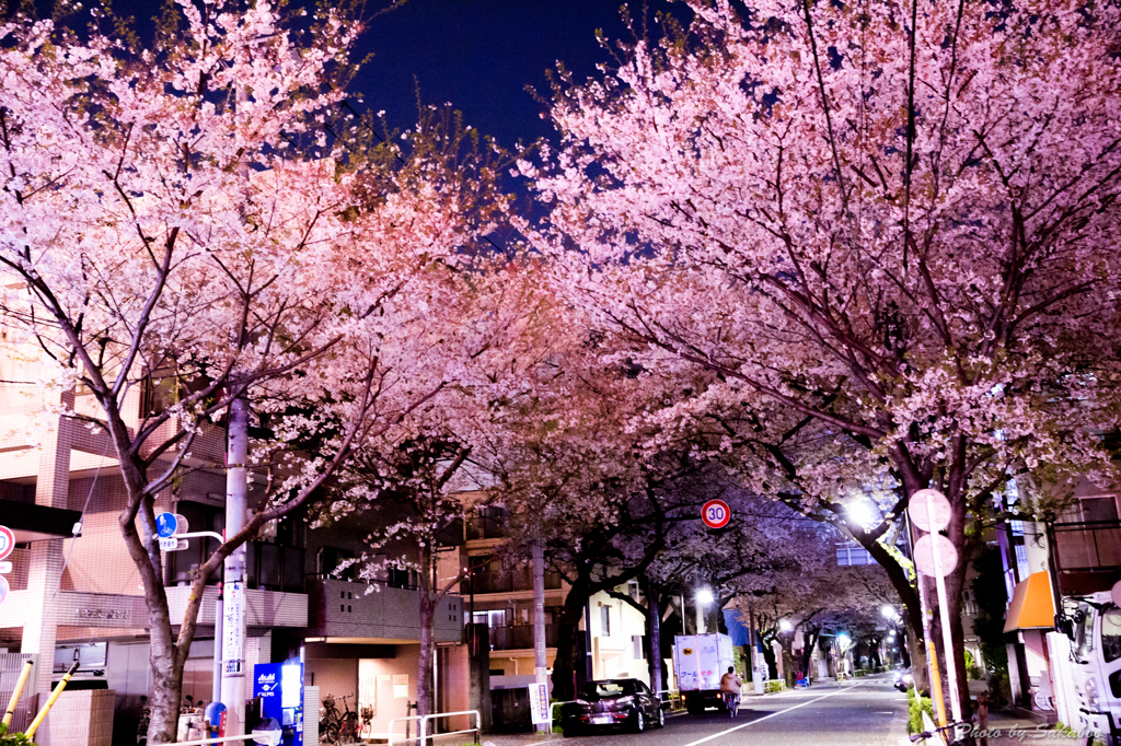 夜桜