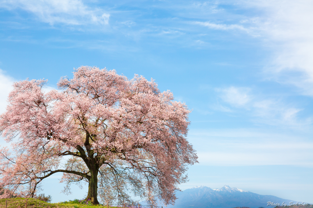 わに塚の一本桜