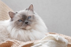 High Society Cat