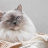 High Society Cat