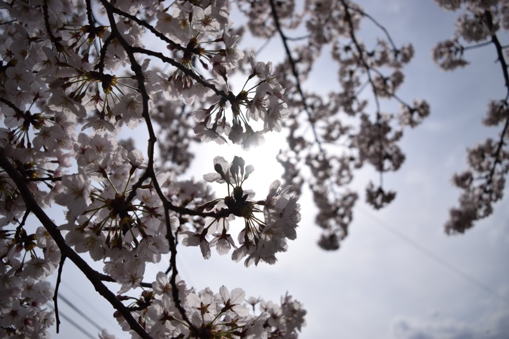 近所の桜