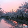 桜×夕焼け