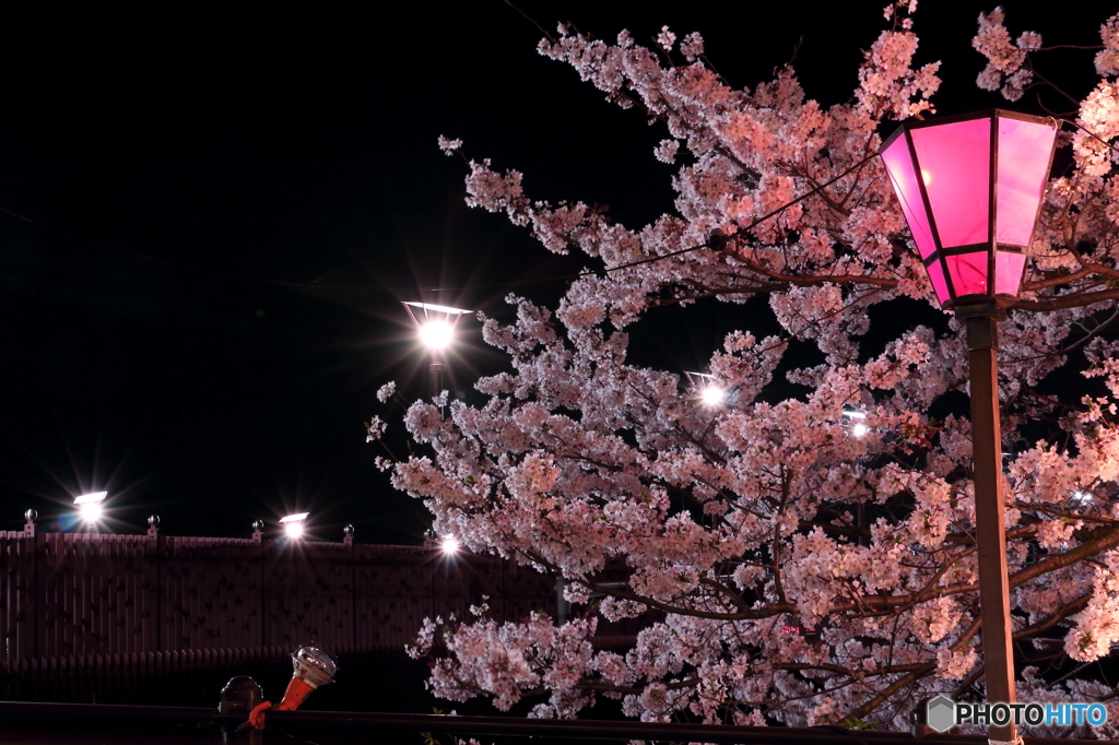 夜桜