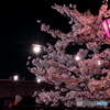夜桜