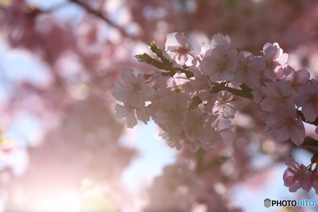 河津桜