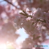 河津桜