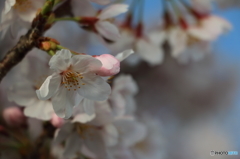 空港の桜