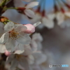 空港の桜