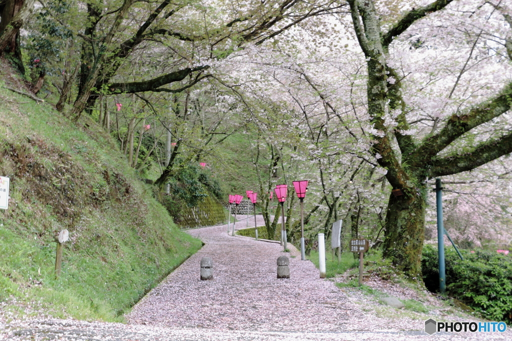 ピンクな坂道