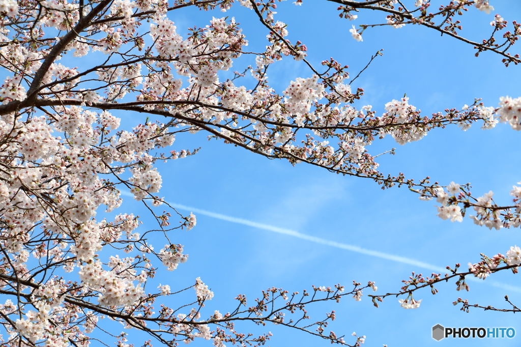 桜×飛行機雲