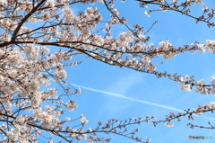 桜×飛行機雲