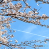 桜×飛行機雲