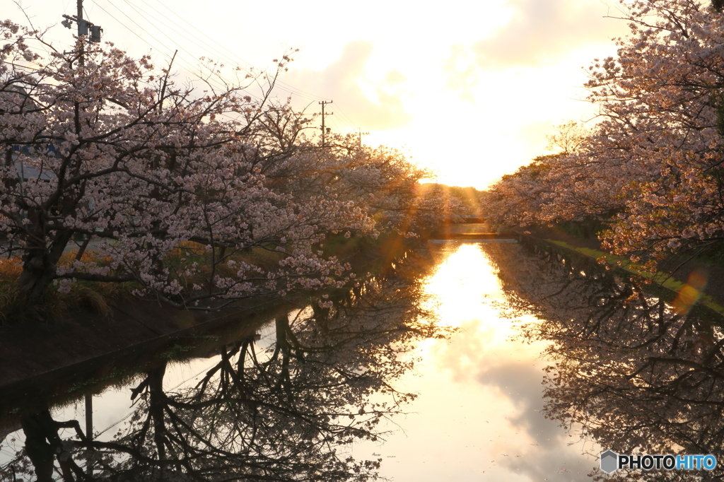 さくら×朝陽