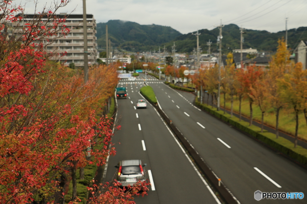 街路樹の紅葉