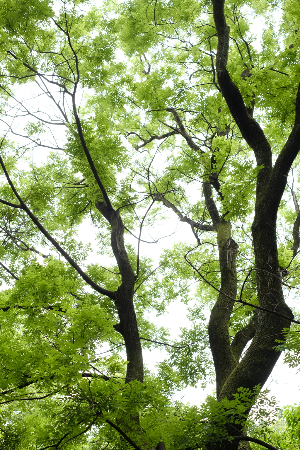 公園（４）