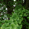公園（３）
