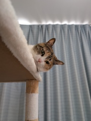 猫カフェ