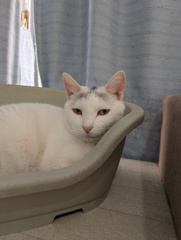 猫カフェ