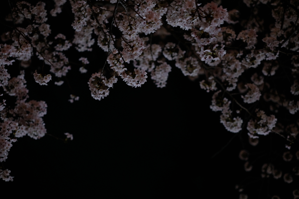 花（１）