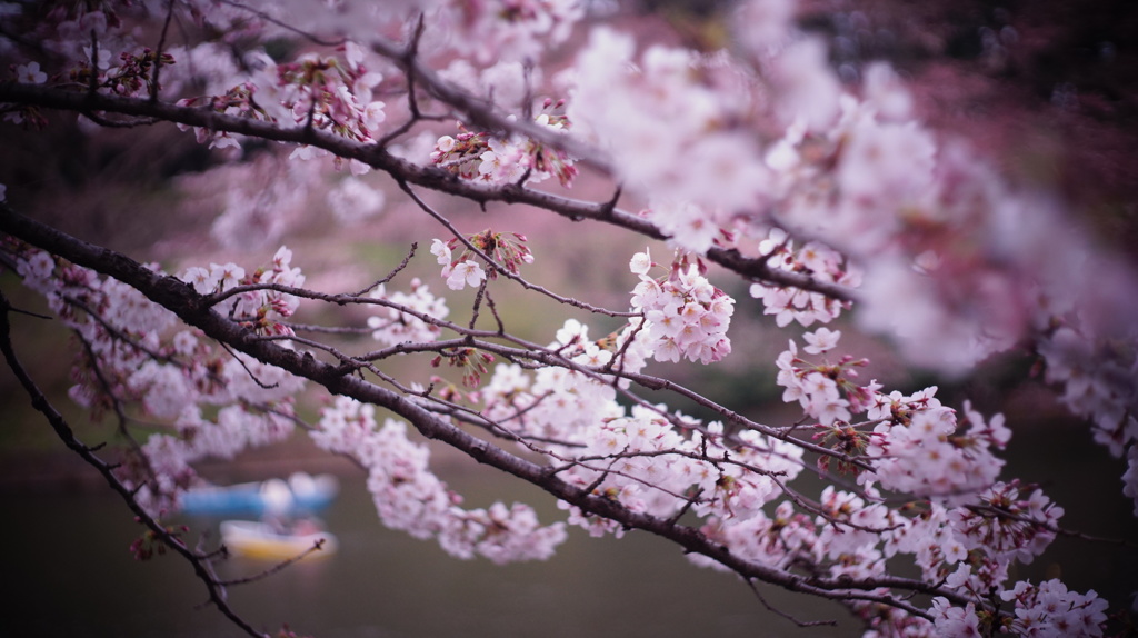 千鳥ヶ淵の桜