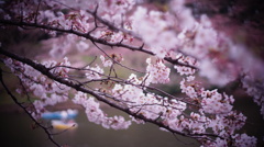 千鳥ヶ淵の桜