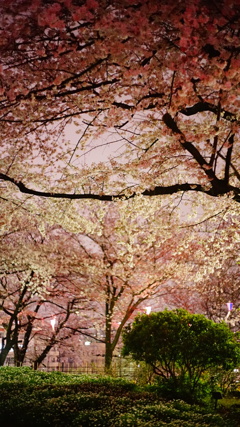 桜グラデーション