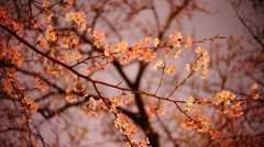 夜桜